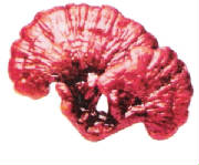 ganoderma.jpg